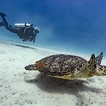 Pig Beach 6 Hours Tour On Cat Phoenix 777 No Sleep On The Boat