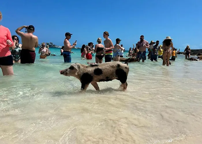Pig Beach 6 Hours Tour On Cat Phoenix 777 No Sleep On The Boat