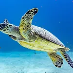 Pig Beach 6 Hours Tour On Cat Phoenix 777 No Sleep On The Boat