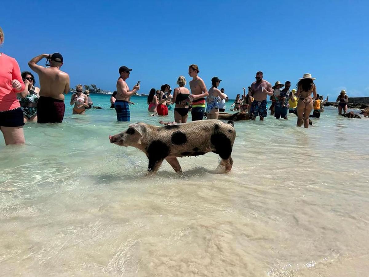Pig Beach 6 Hours Tour On Cat Phoenix 777 No Sleep On The Boat * Nassau
